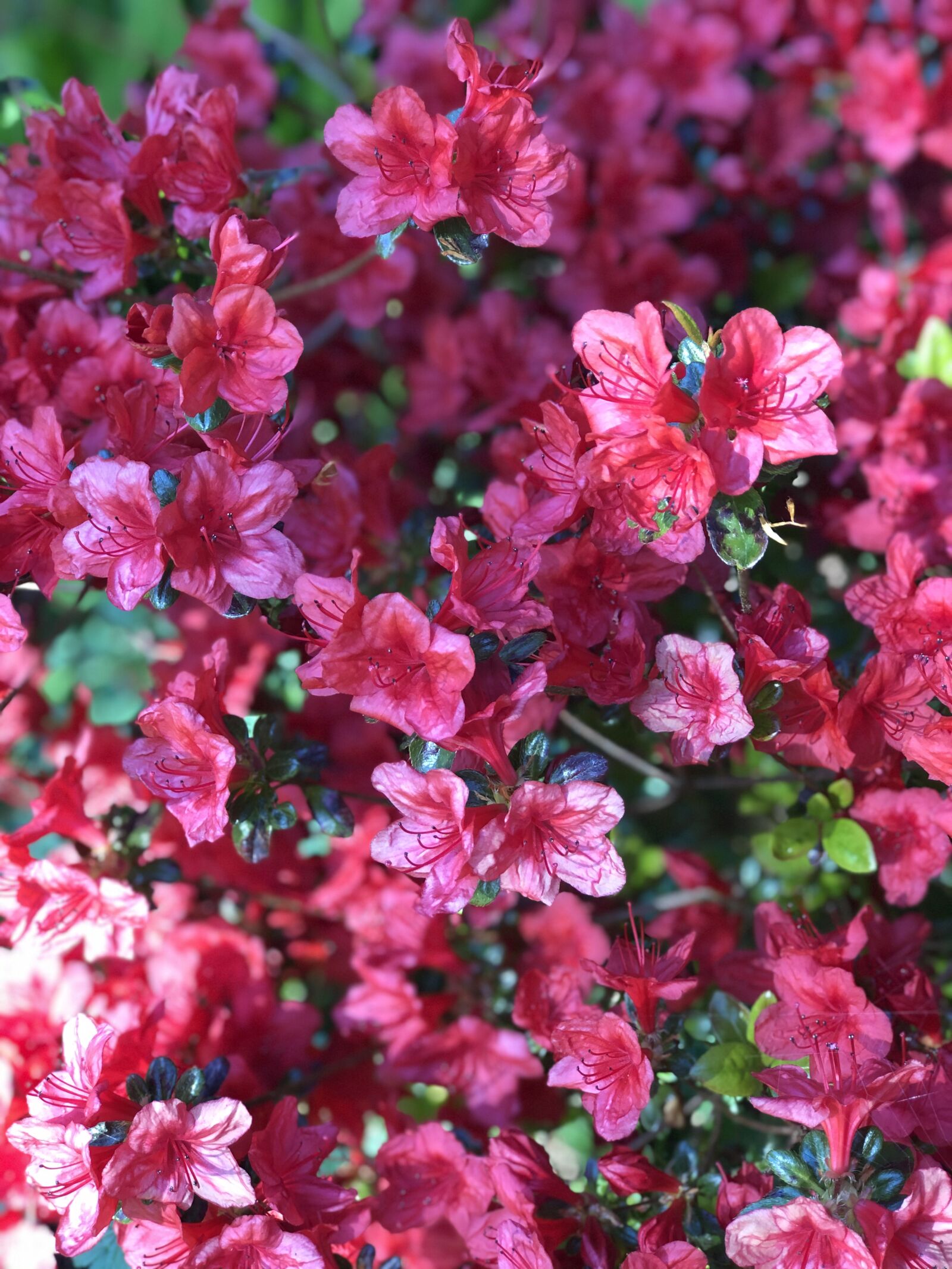 Apple iPhone 8 Plus sample photo. Red, flowers, azaleas photography