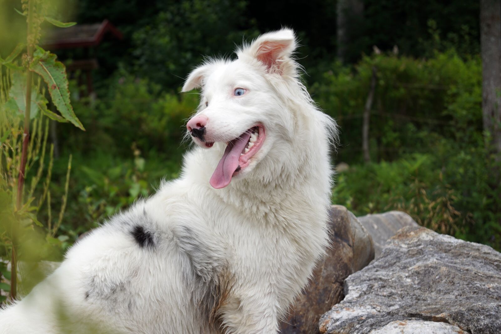 Sony SLT-A68 sample photo. Summer, dog, animals photography
