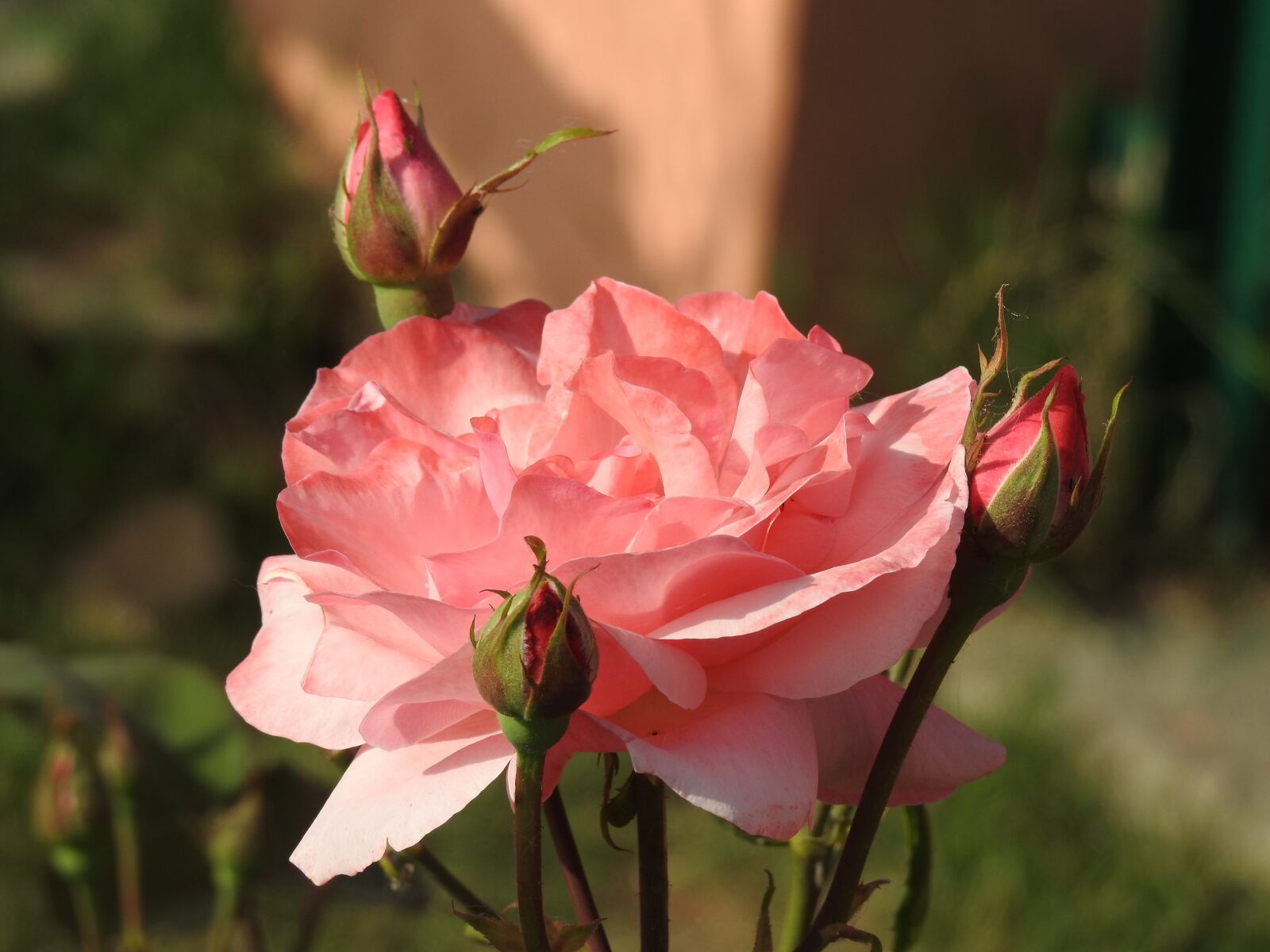 Nikon Coolpix P900 sample photo. Flower, nature, flora photography