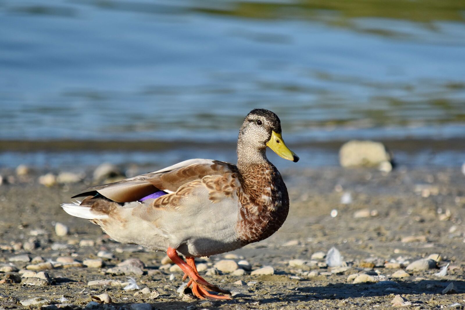 Nikon D5500 sample photo. Avian, head, looking, mallard photography