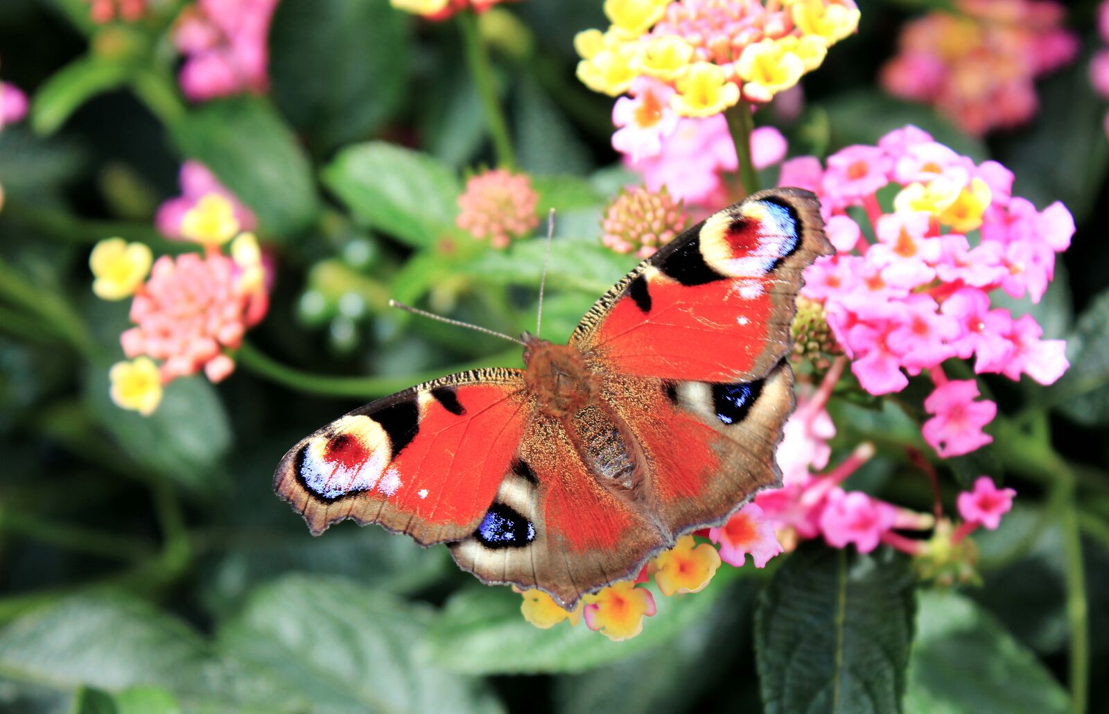 Canon EF-S 18-55mm F3.5-5.6 IS sample photo. Butterfly, flowers, nature photography