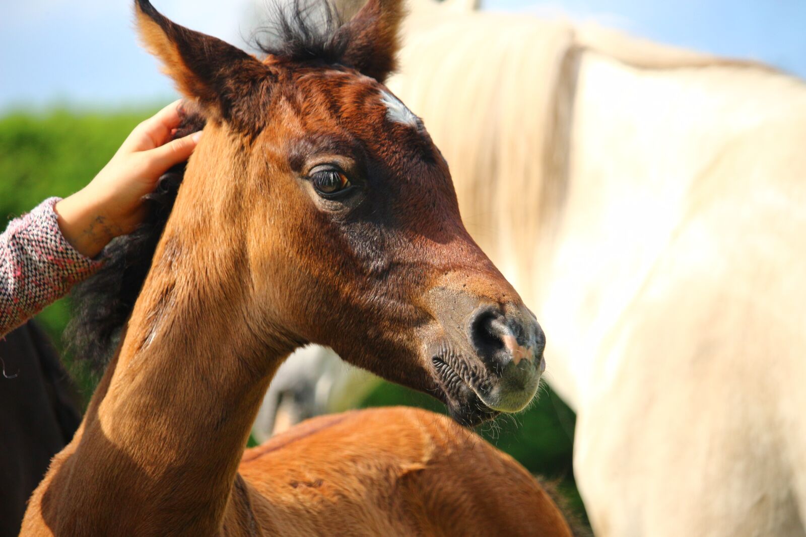 Canon EOS 100D (EOS Rebel SL1 / EOS Kiss X7) sample photo. Horse, foal, thoroughbred arabian photography
