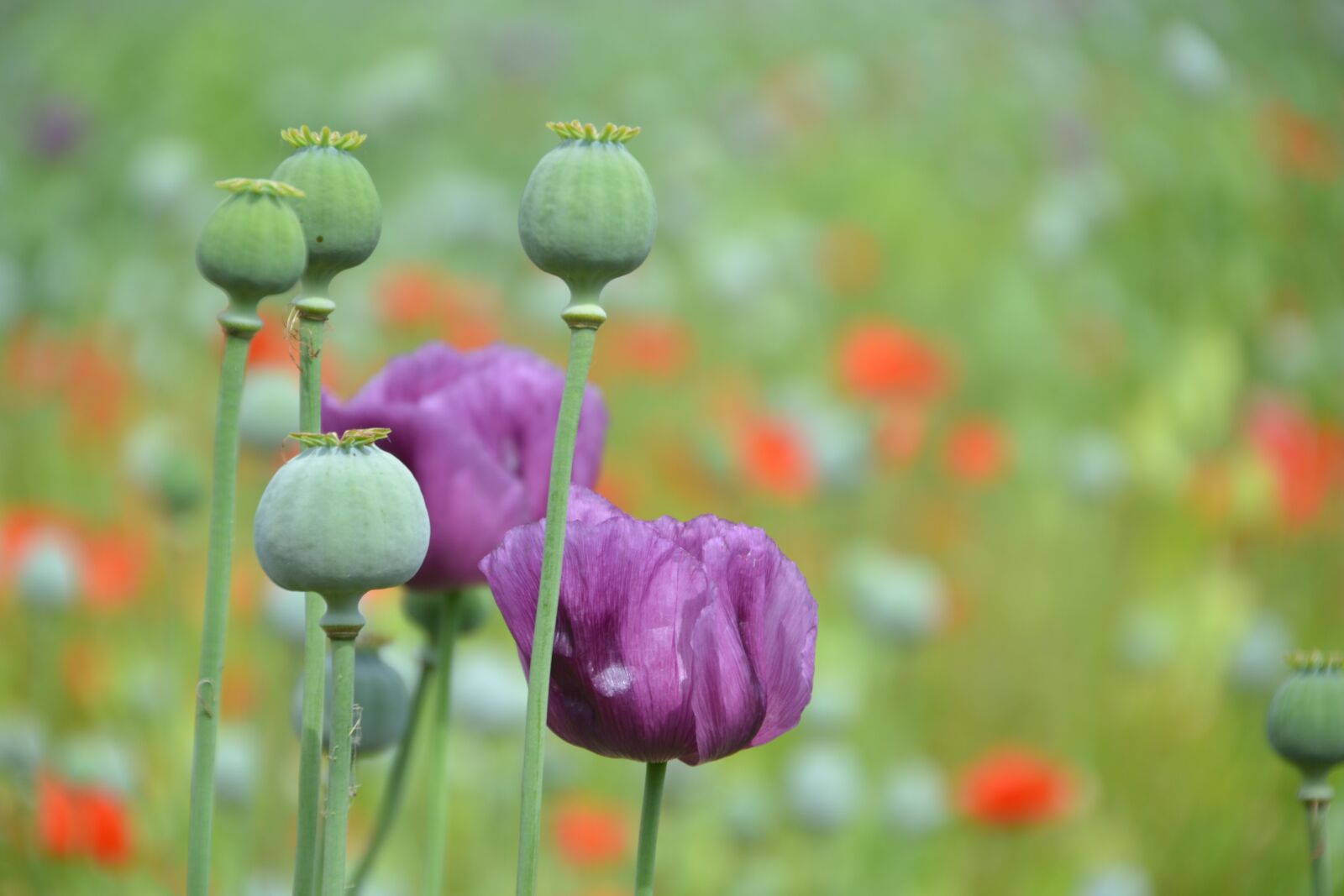 Nikon D3100 sample photo. Poppy, purple, red photography