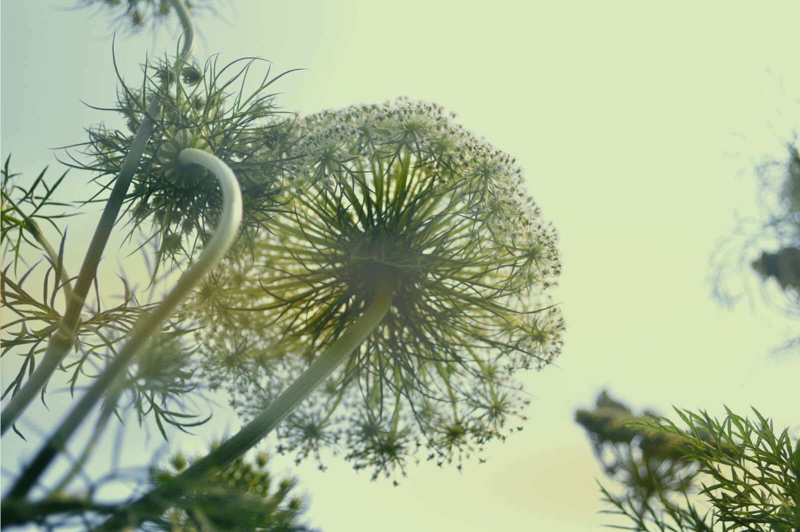 Nikon D3200 sample photo. Indonesia plant, carrot flower photography