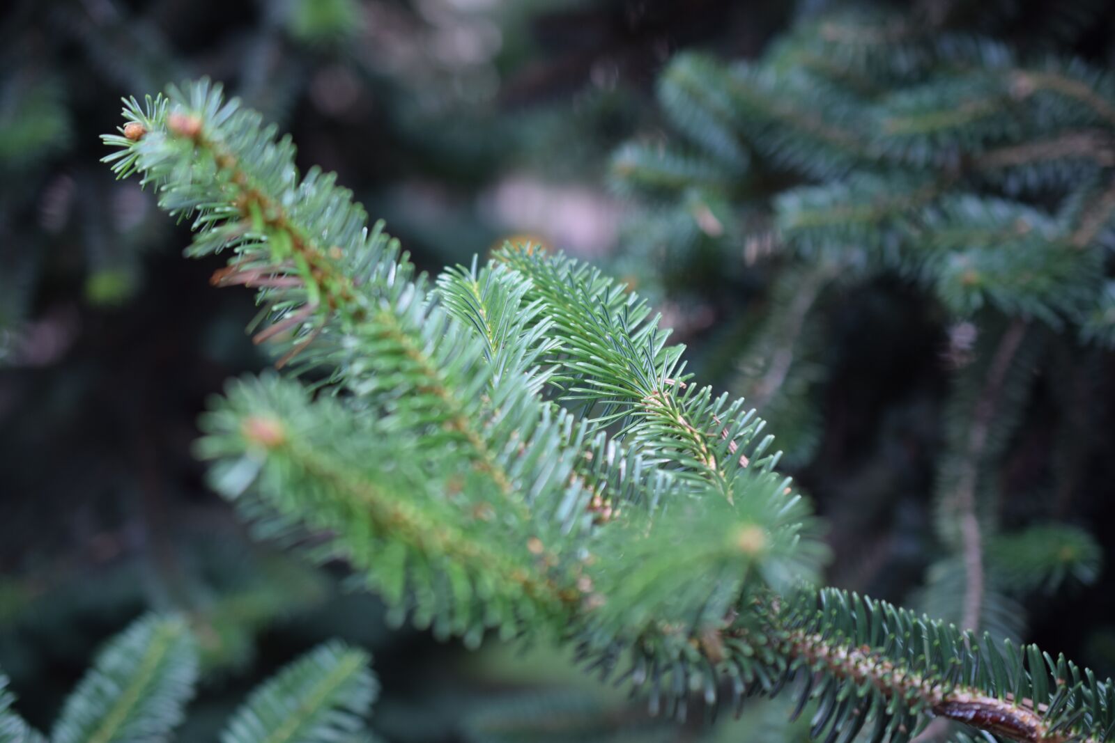 Nikon D3300 sample photo. Fir, tree, evergreen photography