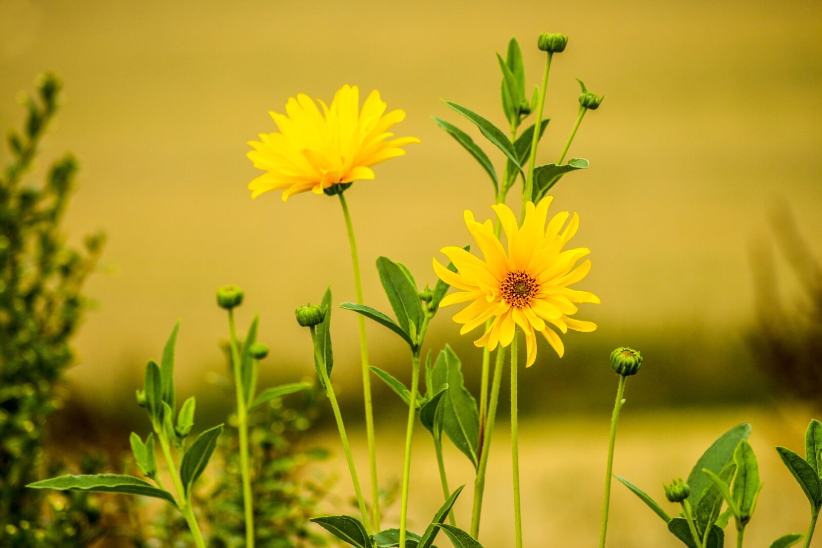 Canon EOS 650D (EOS Rebel T4i / EOS Kiss X6i) sample photo. Plant, nature, flowers photography