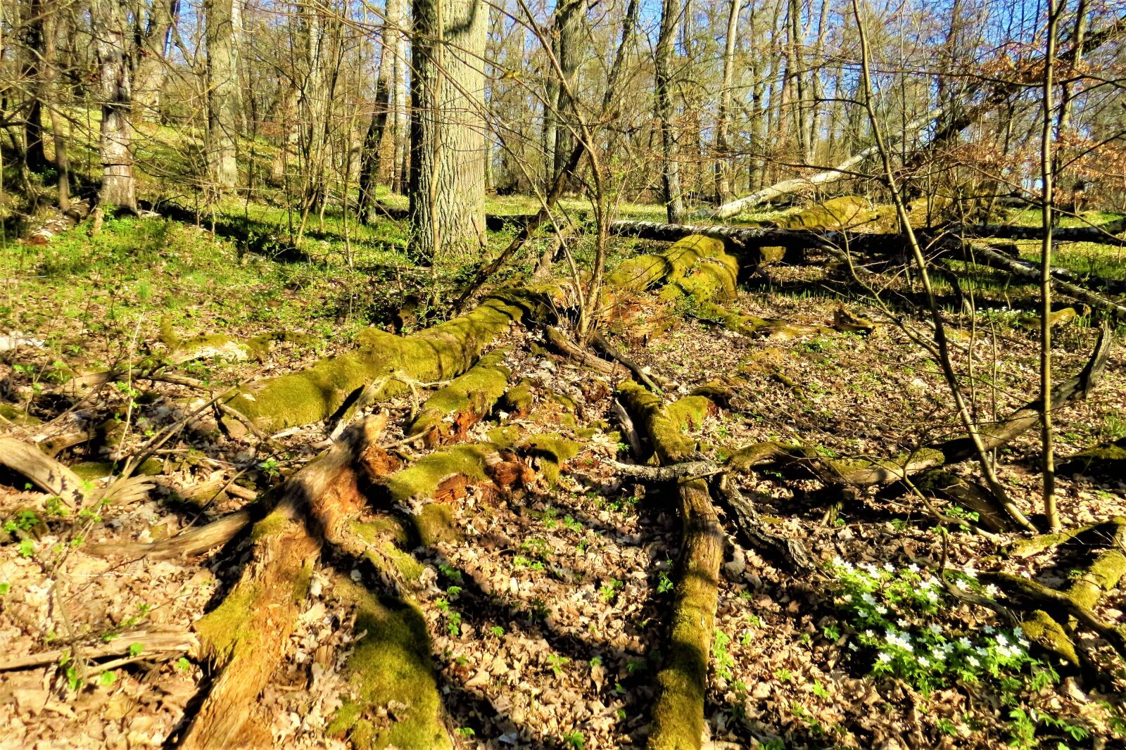 Canon PowerShot SX50 HS sample photo. Forest, trunks, on the photography