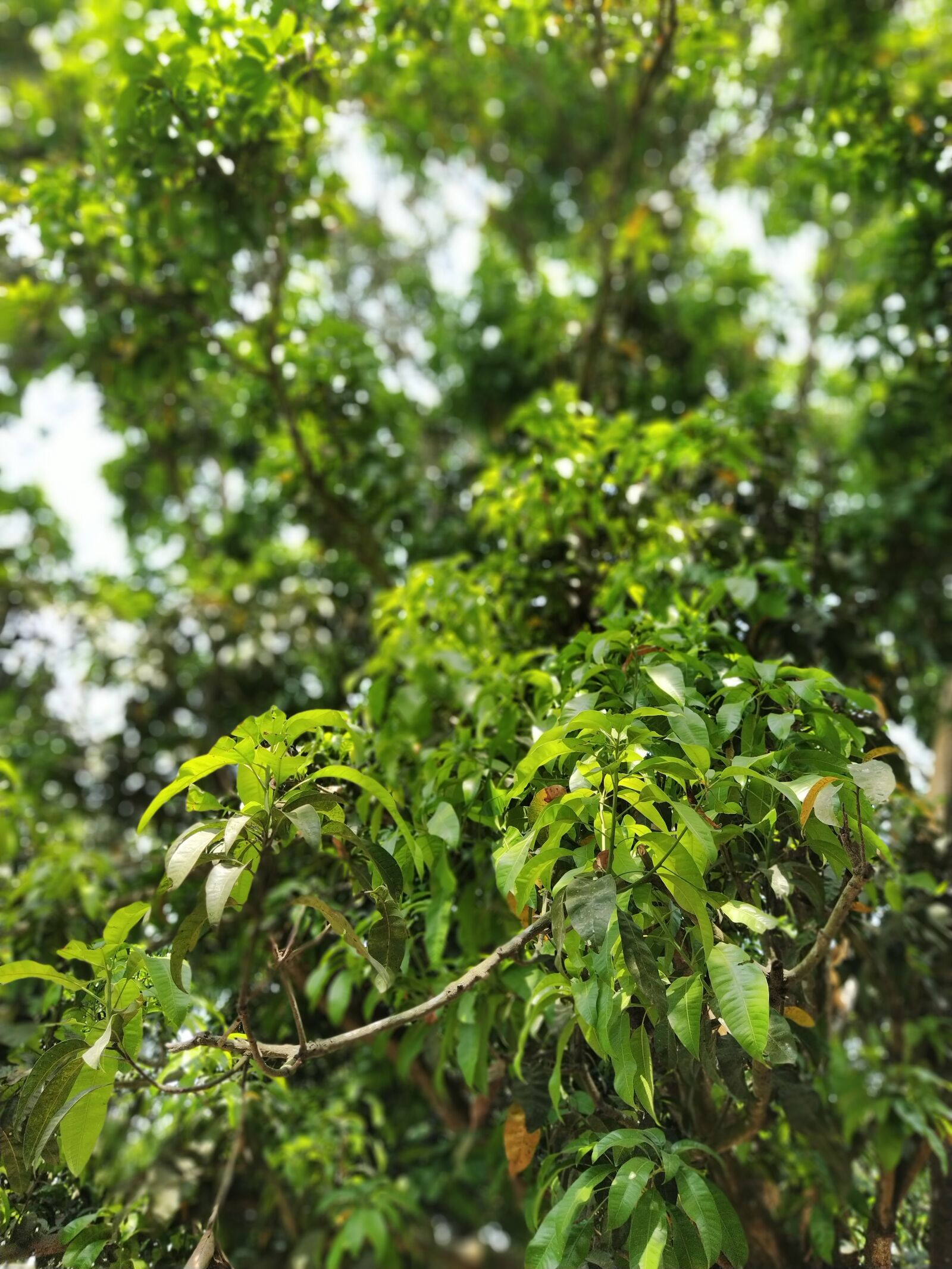 Xiaomi Mi A3 sample photo. Mango tree, tree, leafs photography