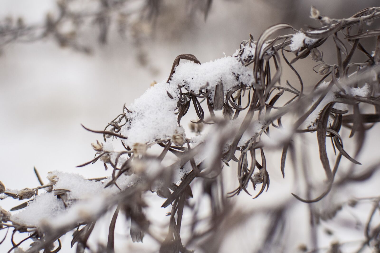 Nikon D5300 sample photo. Snow, winter, plants photography