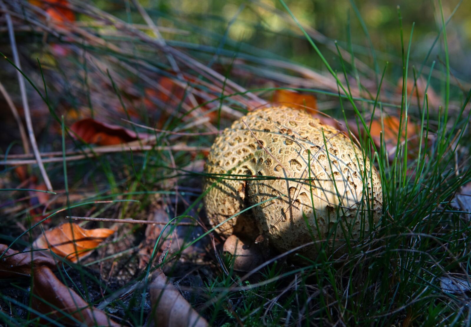 Sony Cyber-shot DSC-RX10 III sample photo. Mushrooms, mushroom, forest photography