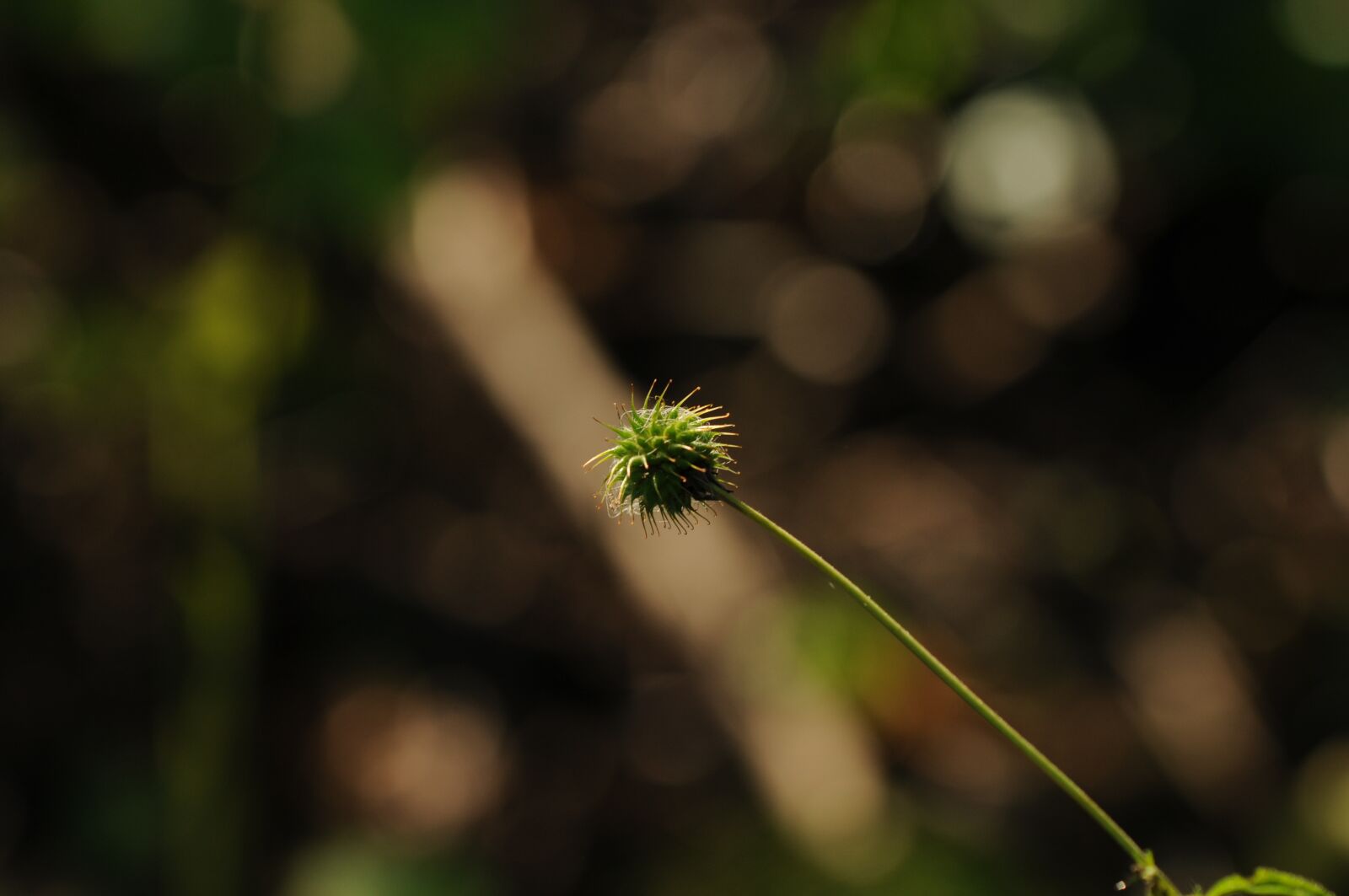 Nikon D300S sample photo. Plant, flower, nature photography