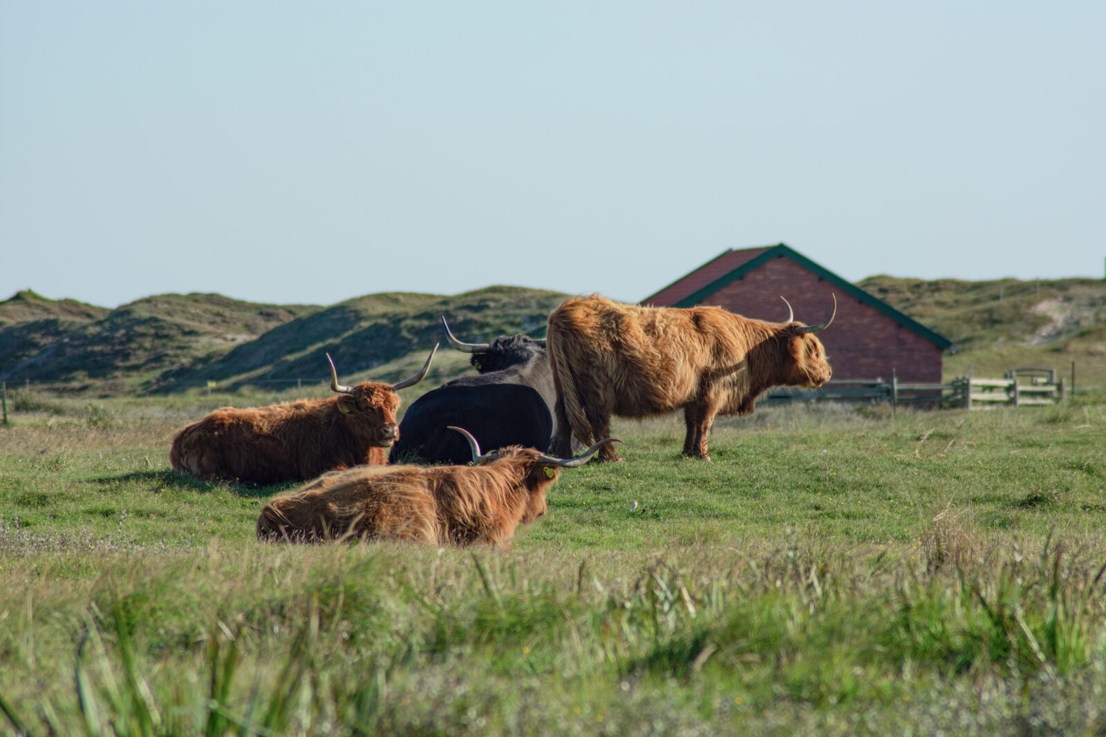 Nikon D3400 sample photo. Highlander cow, cow, nature photography