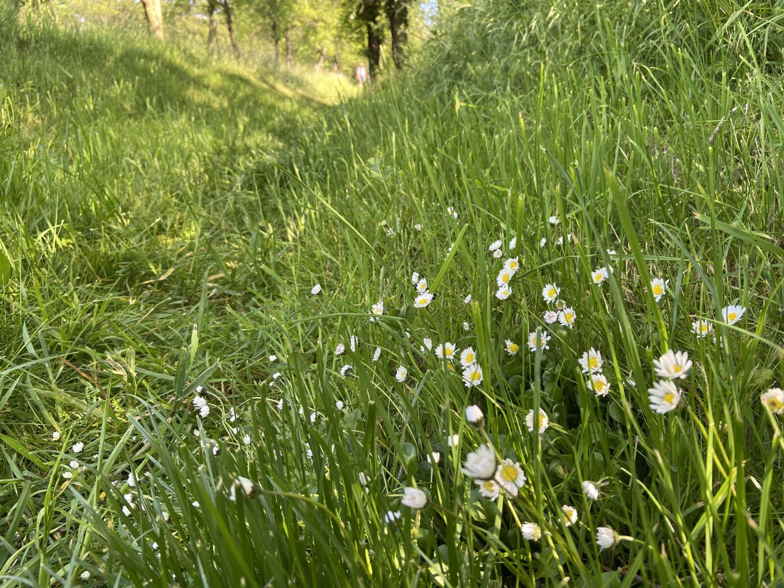 Apple iPhone 11 sample photo. Meadow, daisy, flower meadow photography