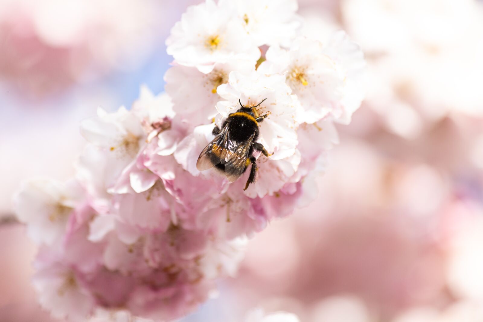 Canon EF 70-300mm F4-5.6 IS USM sample photo. Grannenkirsche, ornamental cherry, japanese photography