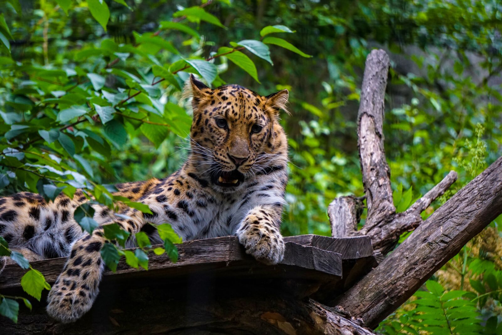 Sony a6000 sample photo. Leopard, big cat, predator photography
