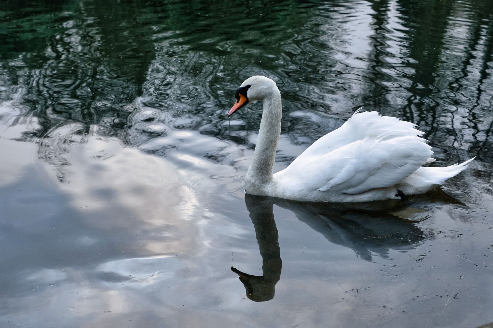 Fujifilm XF 27mm F2.8 sample photo. Swan, water bird, nature photography