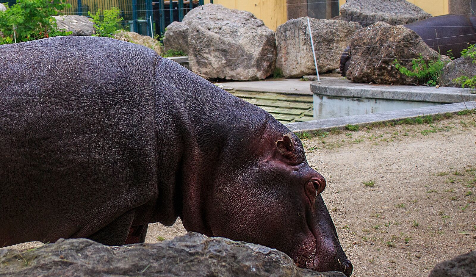 Canon EOS 650D (EOS Rebel T4i / EOS Kiss X6i) sample photo. Hippopotamus, hippopotamus amphibius, mammal photography