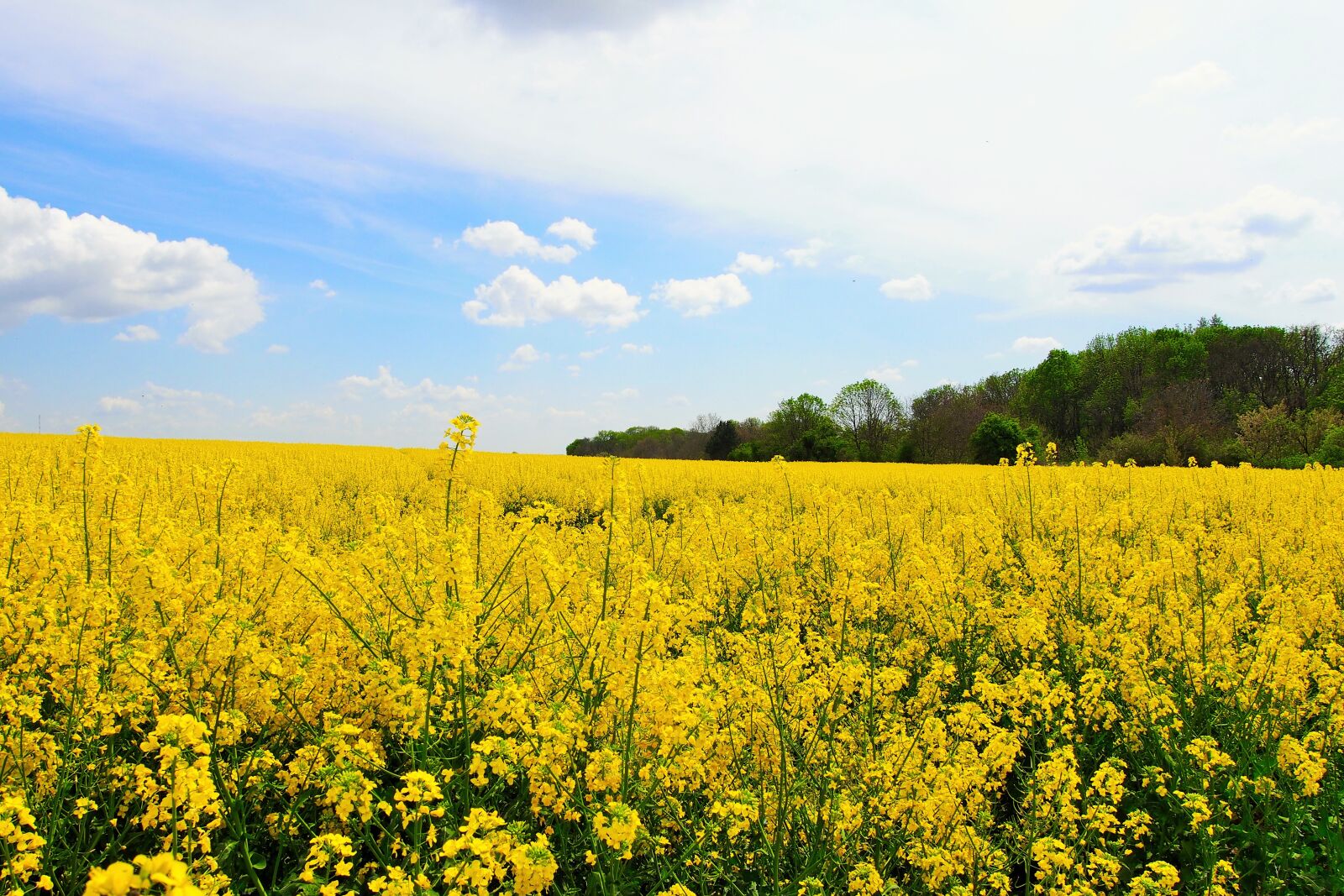 Olympus PEN E-PL6 sample photo. Fields, slovakia, nature photography