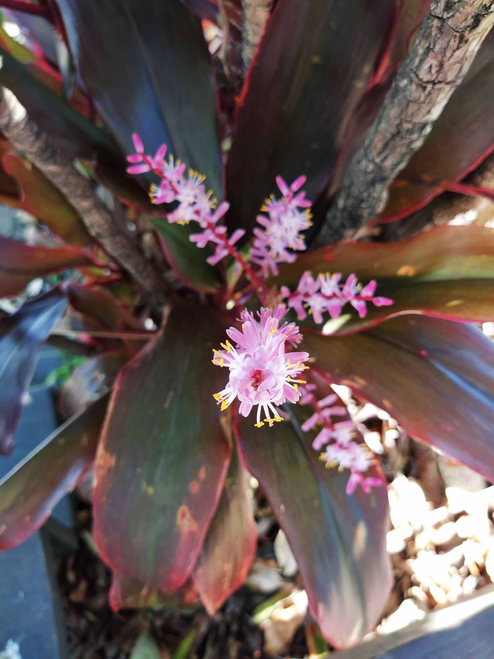 Xiaomi Mi A3 sample photo. Plant, purple plant, flower photography