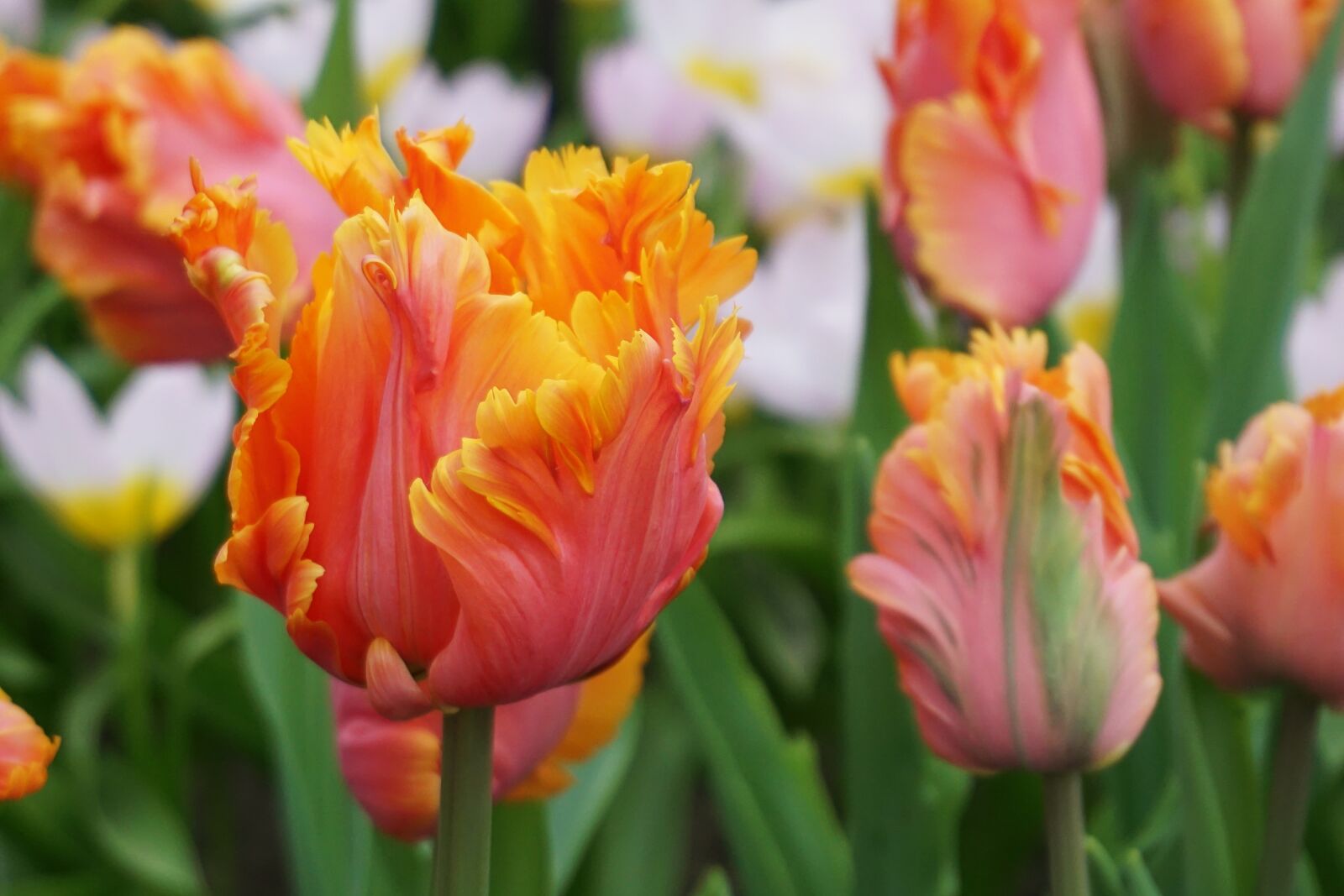 Sony a5100 sample photo. Tulips, flowers, spring flowers photography