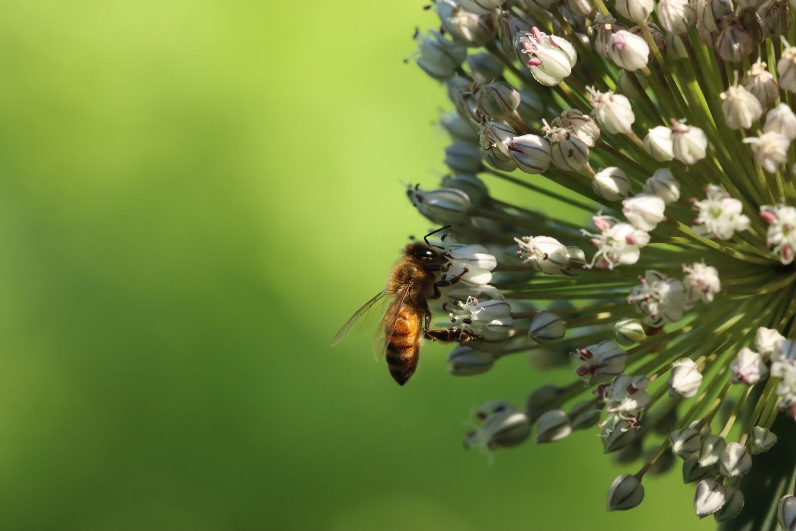 Canon EOS 90D sample photo. Bee, forager, pollen photography