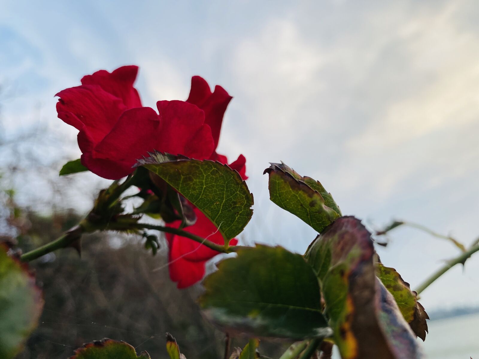 Apple iPhone 11 Pro Max sample photo