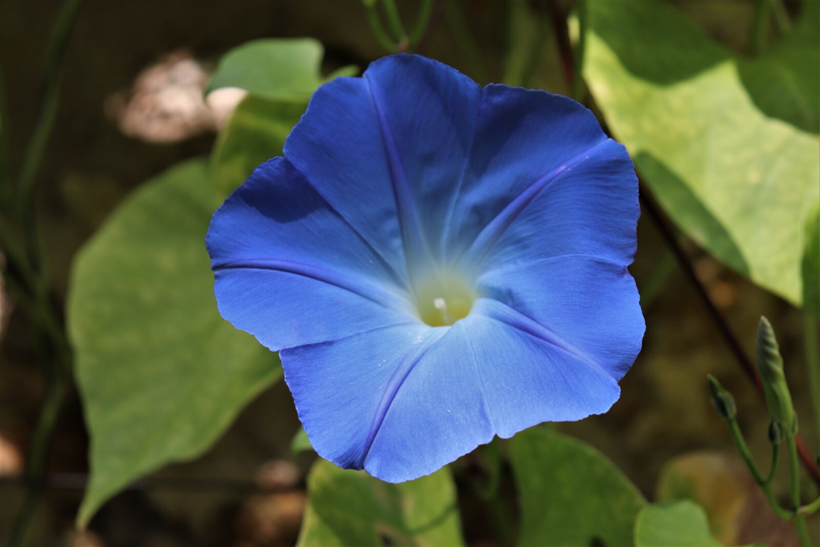 Canon EOS 800D (EOS Rebel T7i / EOS Kiss X9i) sample photo. Morning glory, annual plants photography