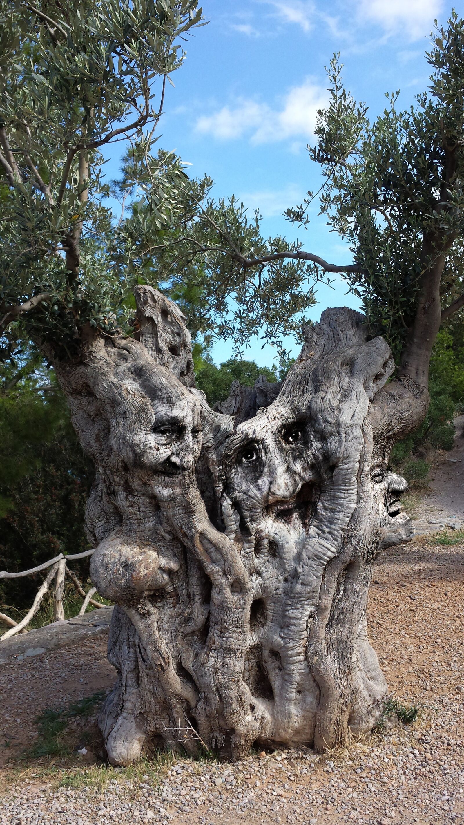 Samsung Galaxy S4 sample photo. Tree, log, faces photography