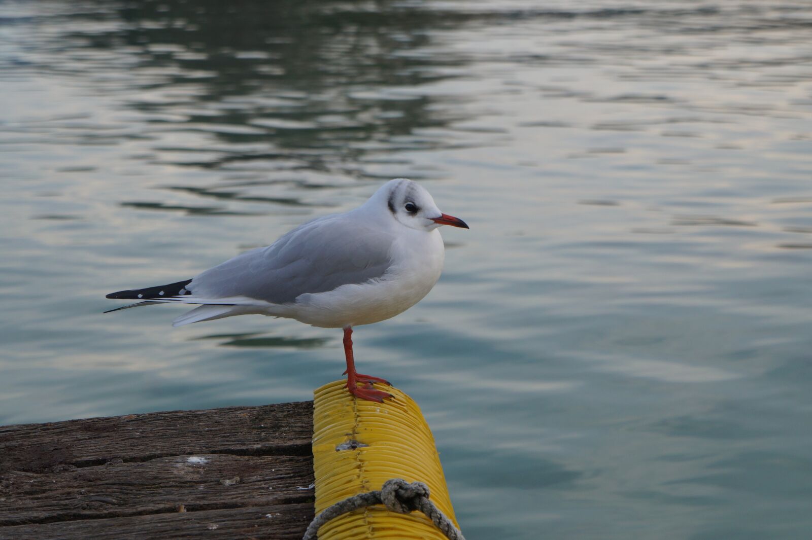 Sony Alpha a3000 sample photo. Seagull, lake, annecy photography
