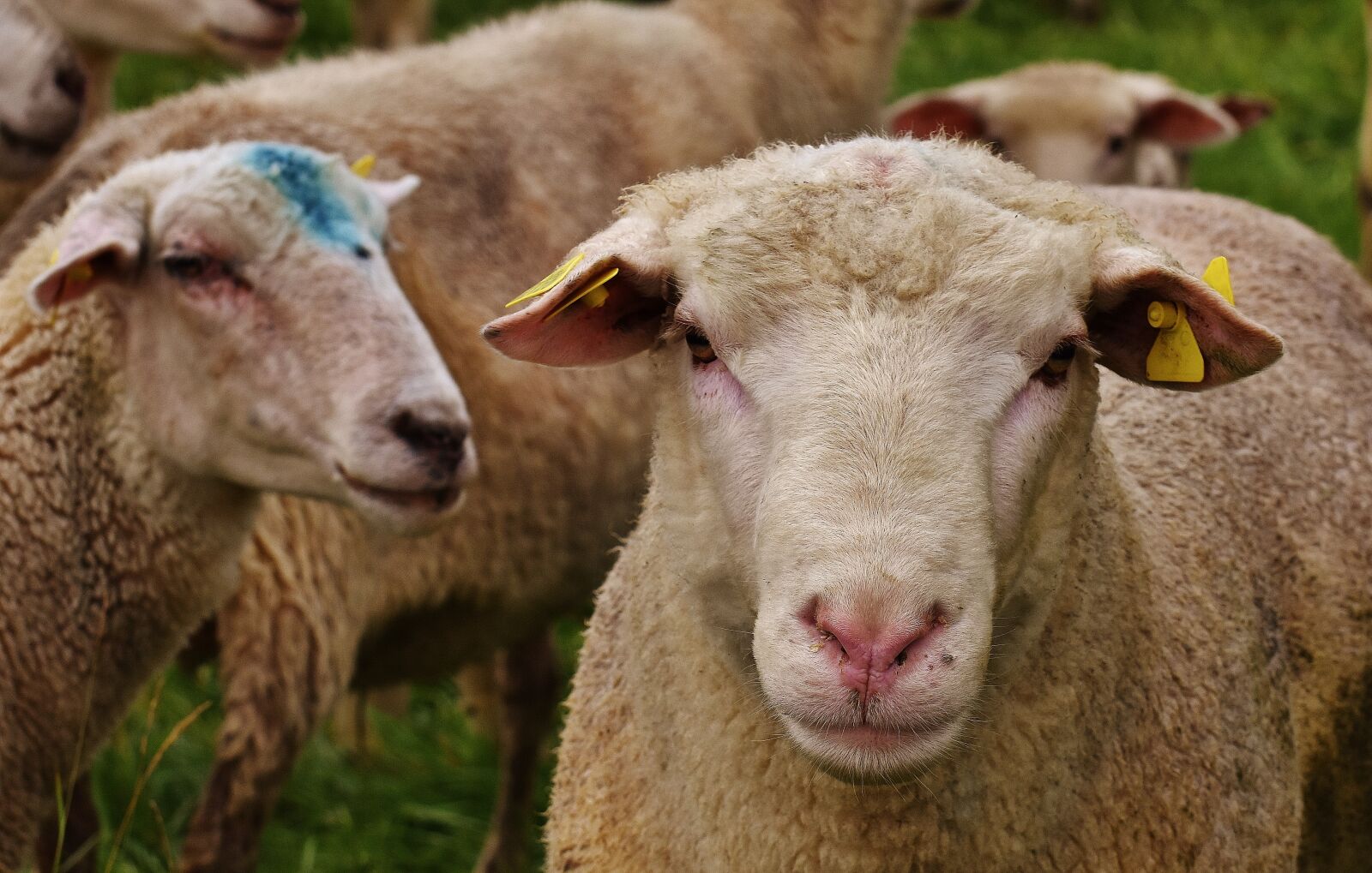 Nikon D7200 sample photo. Sheep, animal, meadow photography