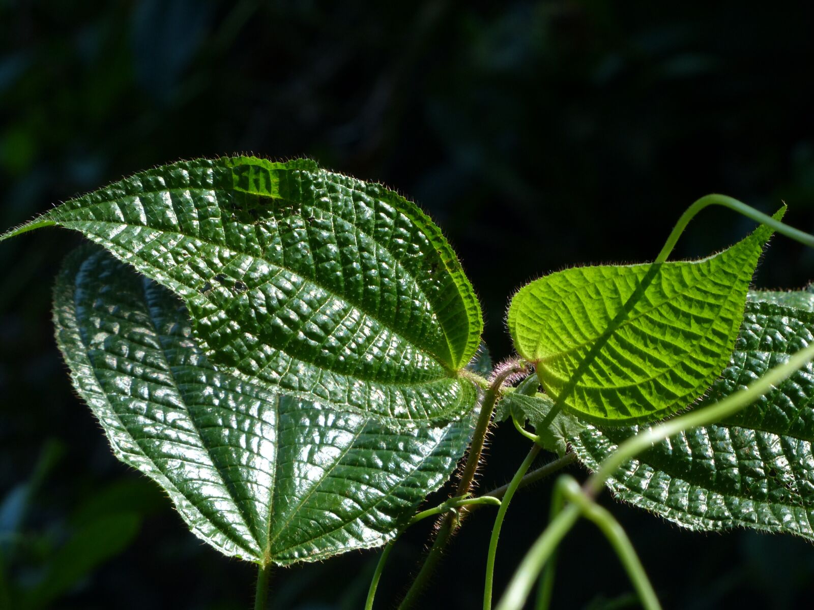 Panasonic Lumix DMC-FZ200 sample photo. Leaf, green, nature photography
