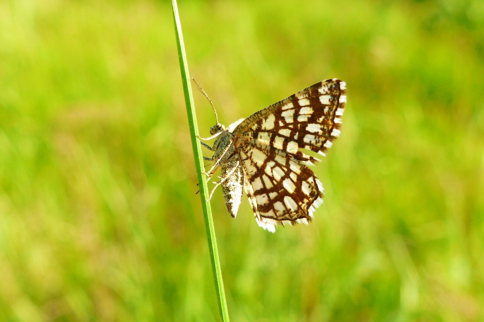 Panasonic Lumix DMC-FZ200 sample photo. Animals, invertebrates, insect photography