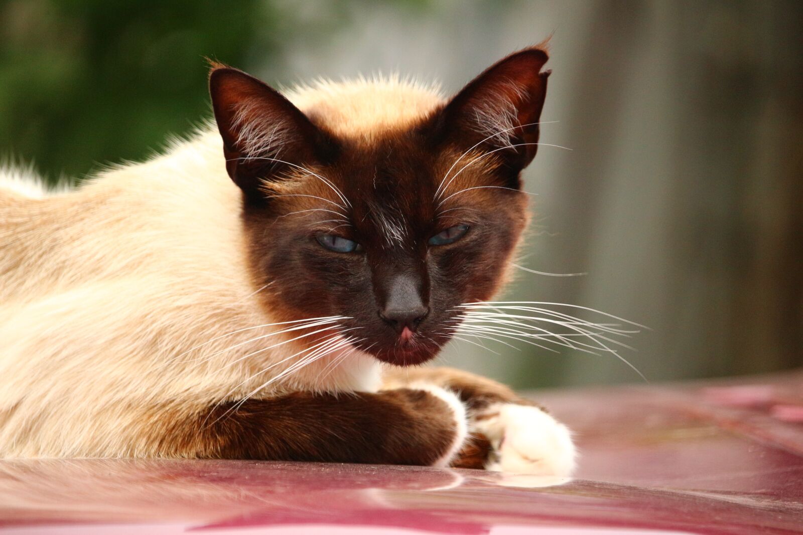 Canon EOS 100D (EOS Rebel SL1 / EOS Kiss X7) sample photo. Cat, mieze, siamese cat photography