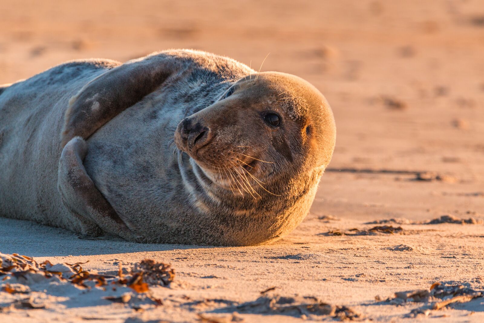 150-600mm F5-6.3 DG OS HSM | Contemporary 015 sample photo. Grey seal, robbe, halichoerus photography