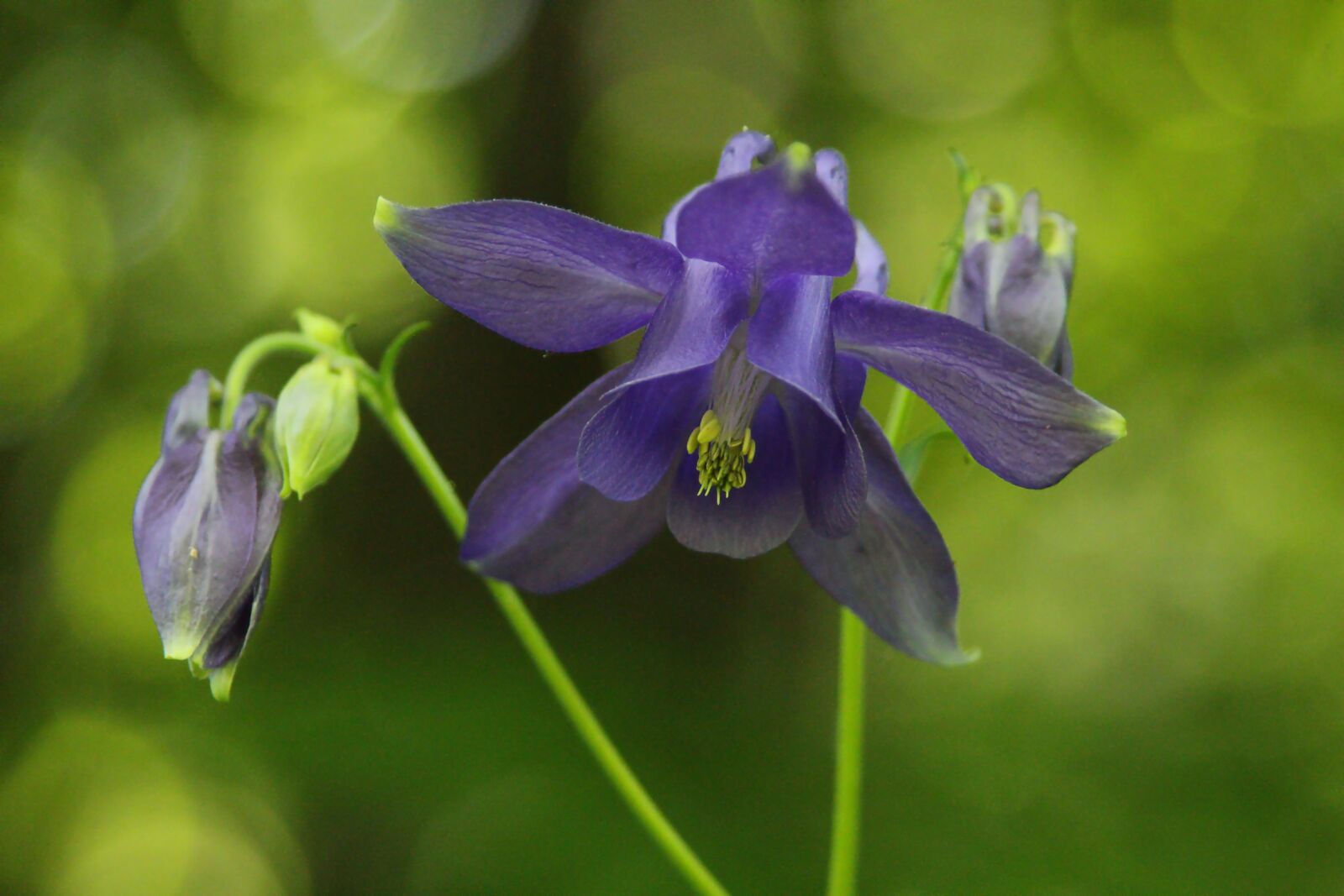 Canon EOS 650D (EOS Rebel T4i / EOS Kiss X6i) sample photo. Macro, flower, blue photography