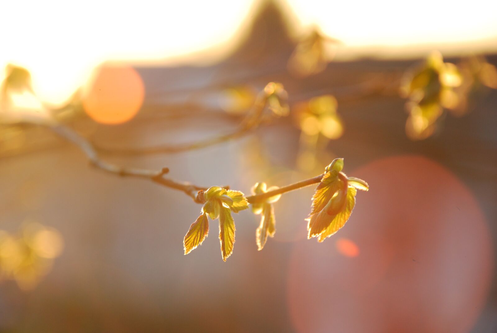 Nikon D80 sample photo. Spring, light, sun photography