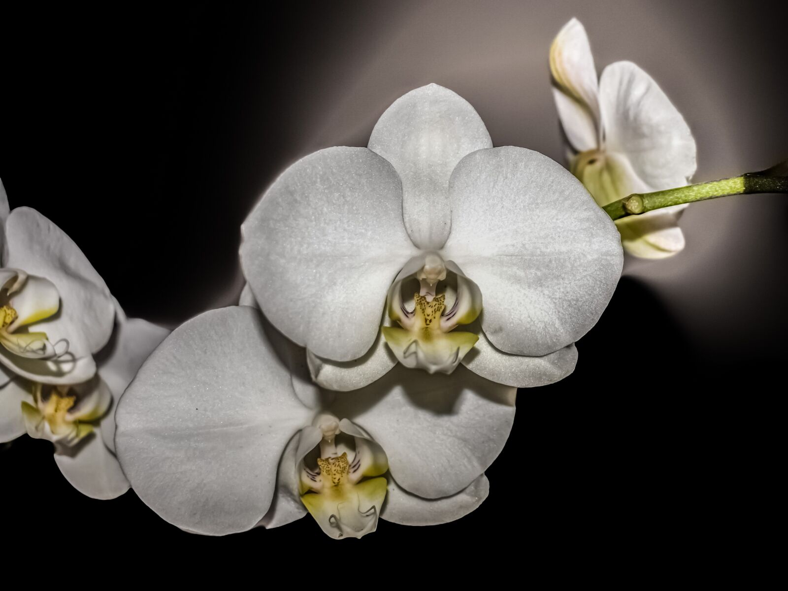 Nikon D3300 sample photo. Orchid, flower, blossom photography