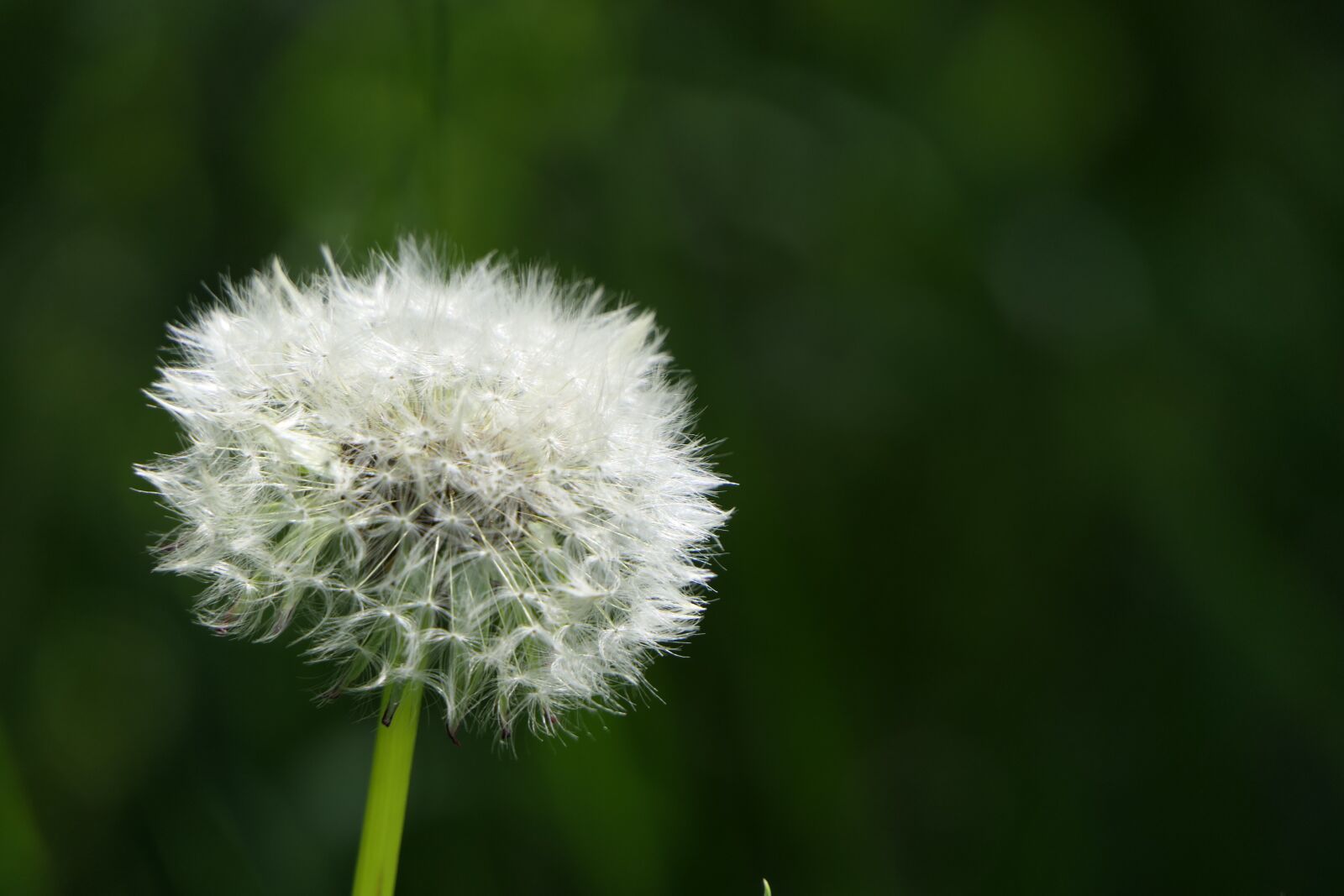 Panasonic Lumix DMC-FZ2500 (Lumix DMC-FZ2000) sample photo. Dandelion, seed, spring photography