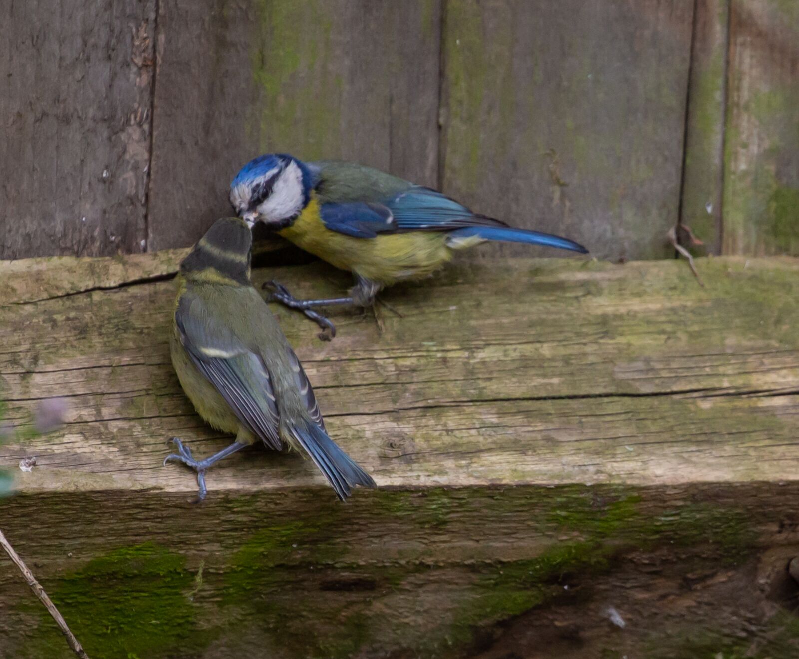 Canon EOS 5D Mark III sample photo. Feeding fledgling blue tit photography
