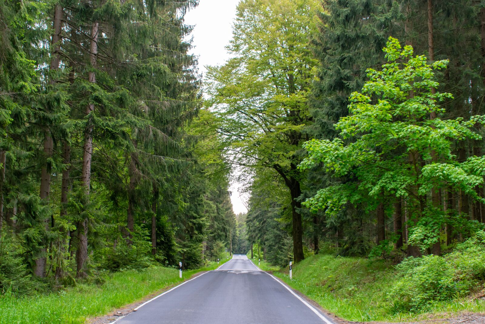 Nikon D5300 sample photo. Road, forest road, travel photography