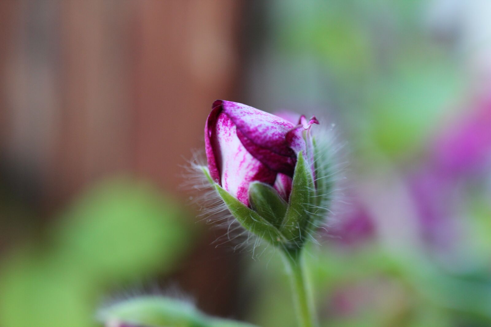 Canon EOS 550D (EOS Rebel T2i / EOS Kiss X4) sample photo. Bud, geranium, flower photography