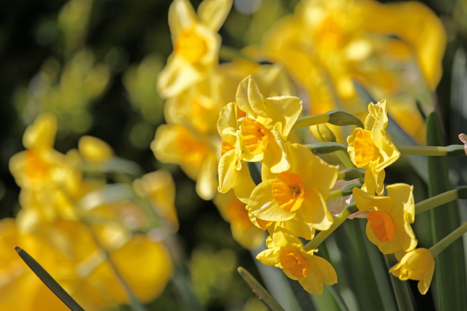 Canon EOS 700D (EOS Rebel T5i / EOS Kiss X7i) sample photo. Daffodils, osterglocken, spring photography