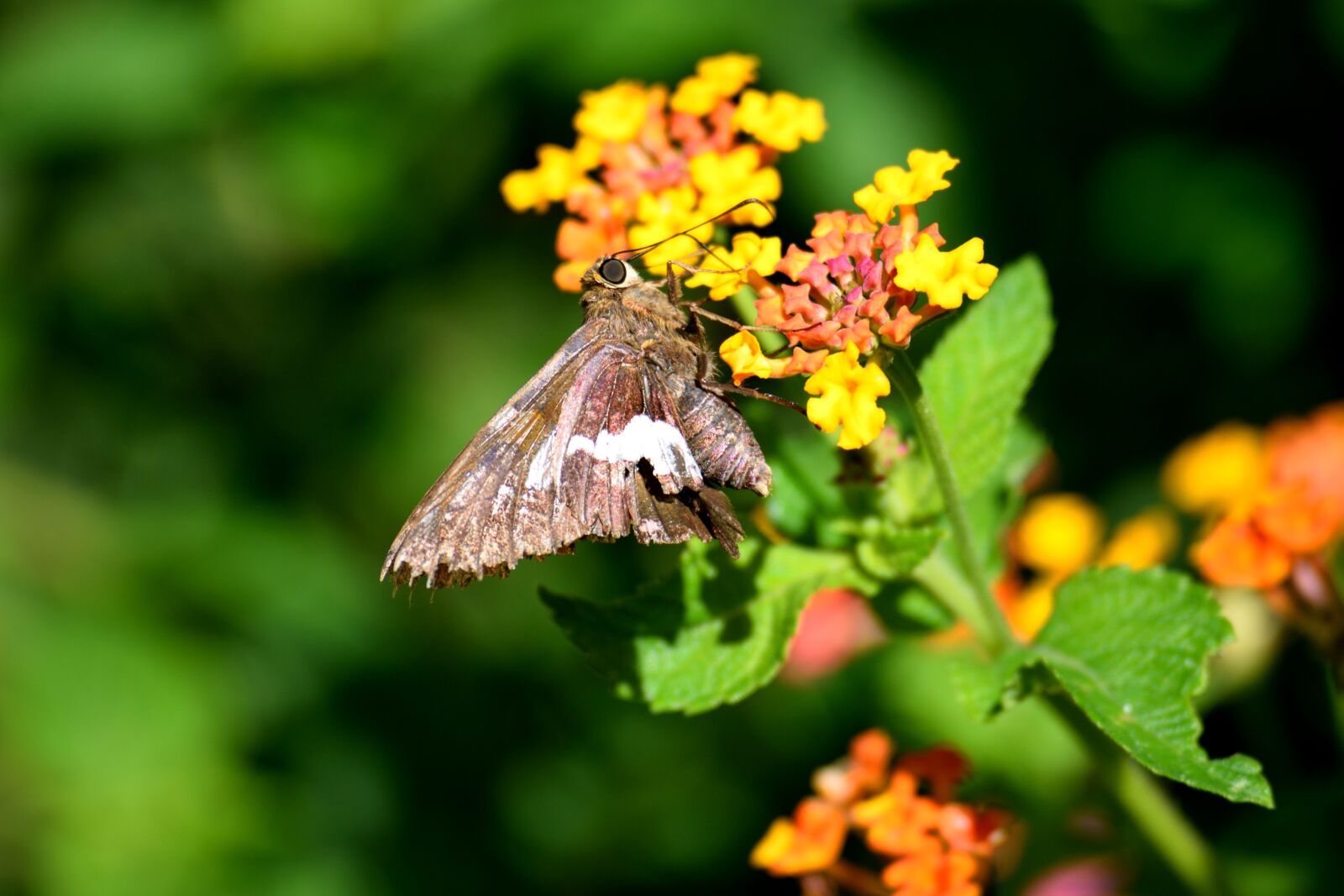 Nikon D3300 sample photo. Moth butterfly, butterfly, insect photography