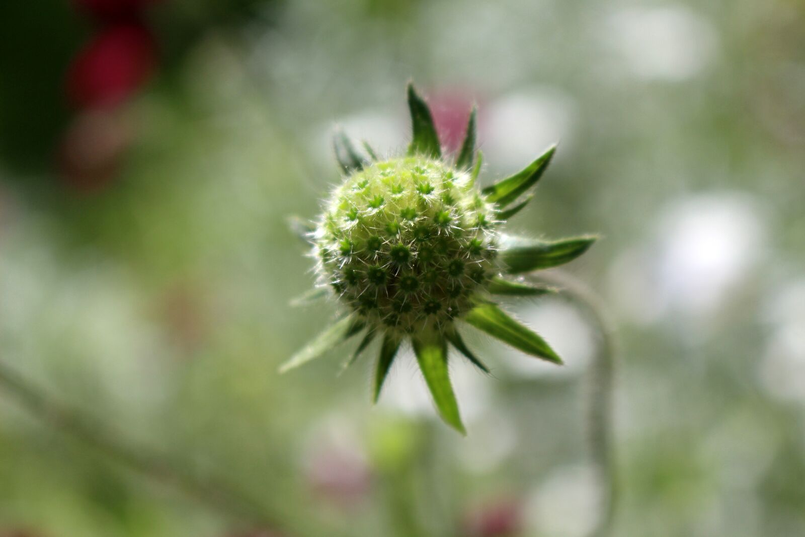 Canon EOS 700D (EOS Rebel T5i / EOS Kiss X7i) sample photo. Flower, green, plant photography