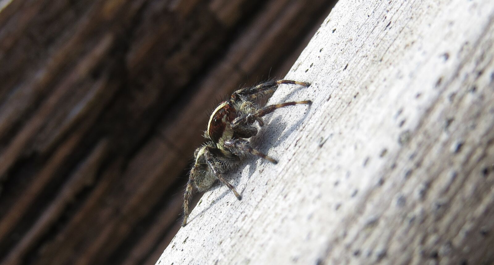 Canon PowerShot SX50 HS sample photo. Macro, insect, spider hunter photography