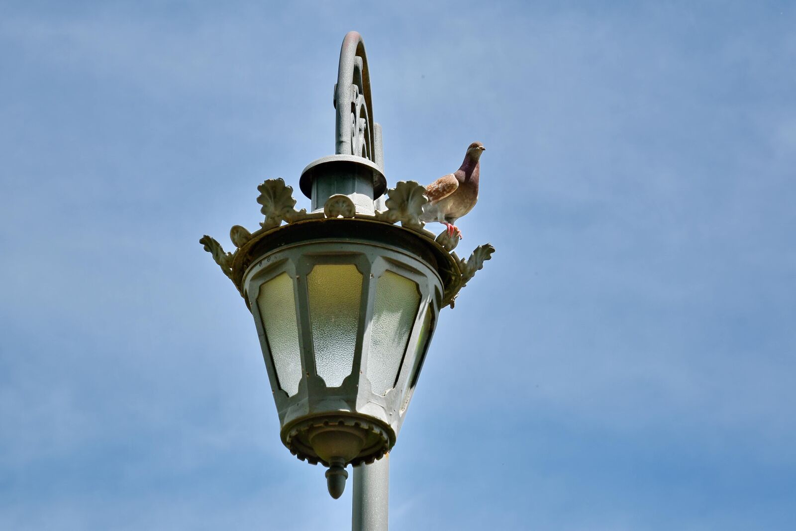 Nikon D5500 sample photo. Animal, bird, blue sky photography