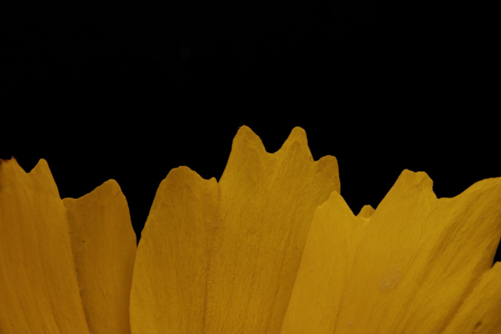 Canon EOS 750D (EOS Rebel T6i / EOS Kiss X8i) sample photo. Flower, petal, stem photography