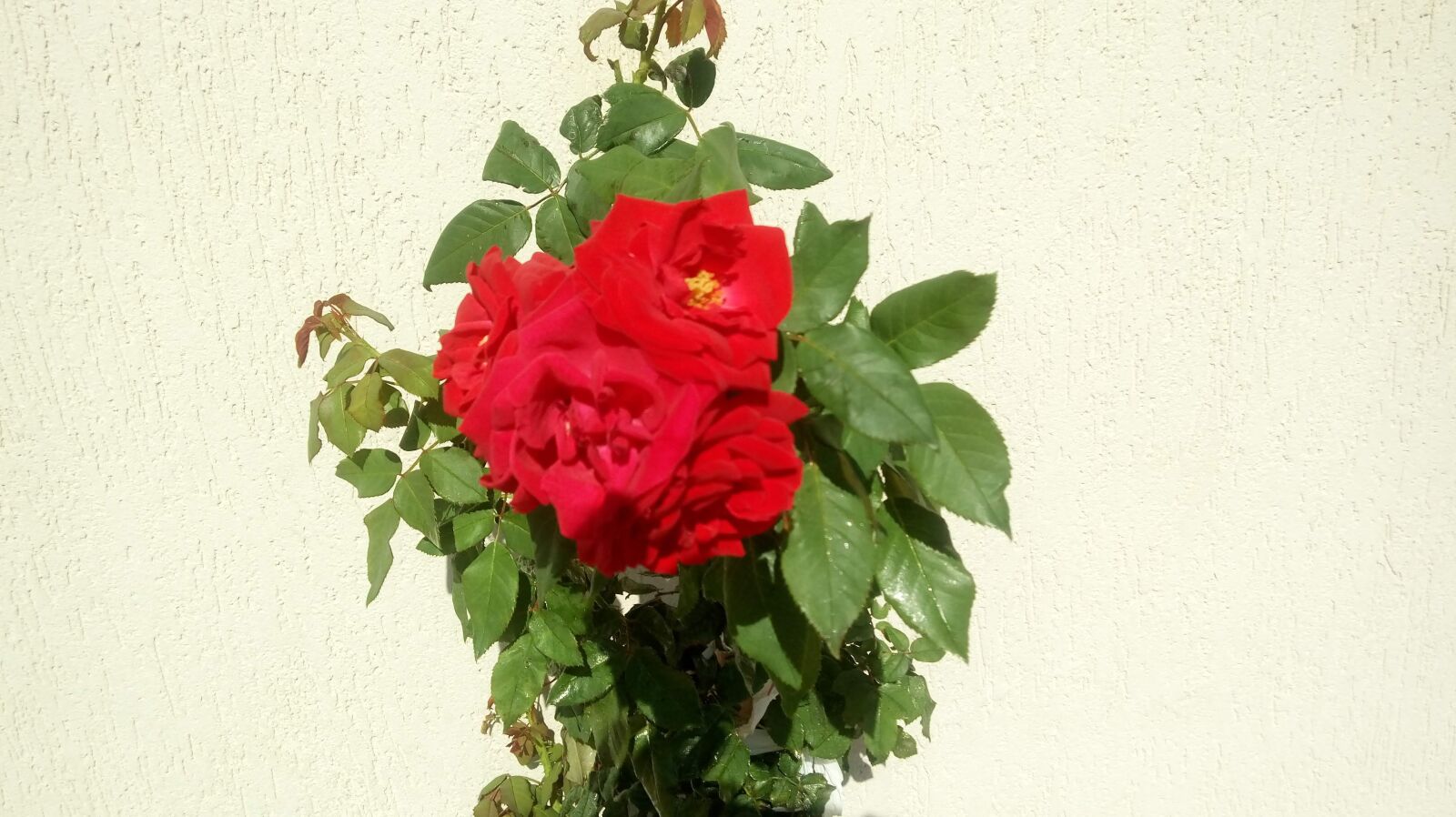LG K430TV sample photo. Red rose, rosa, flower photography