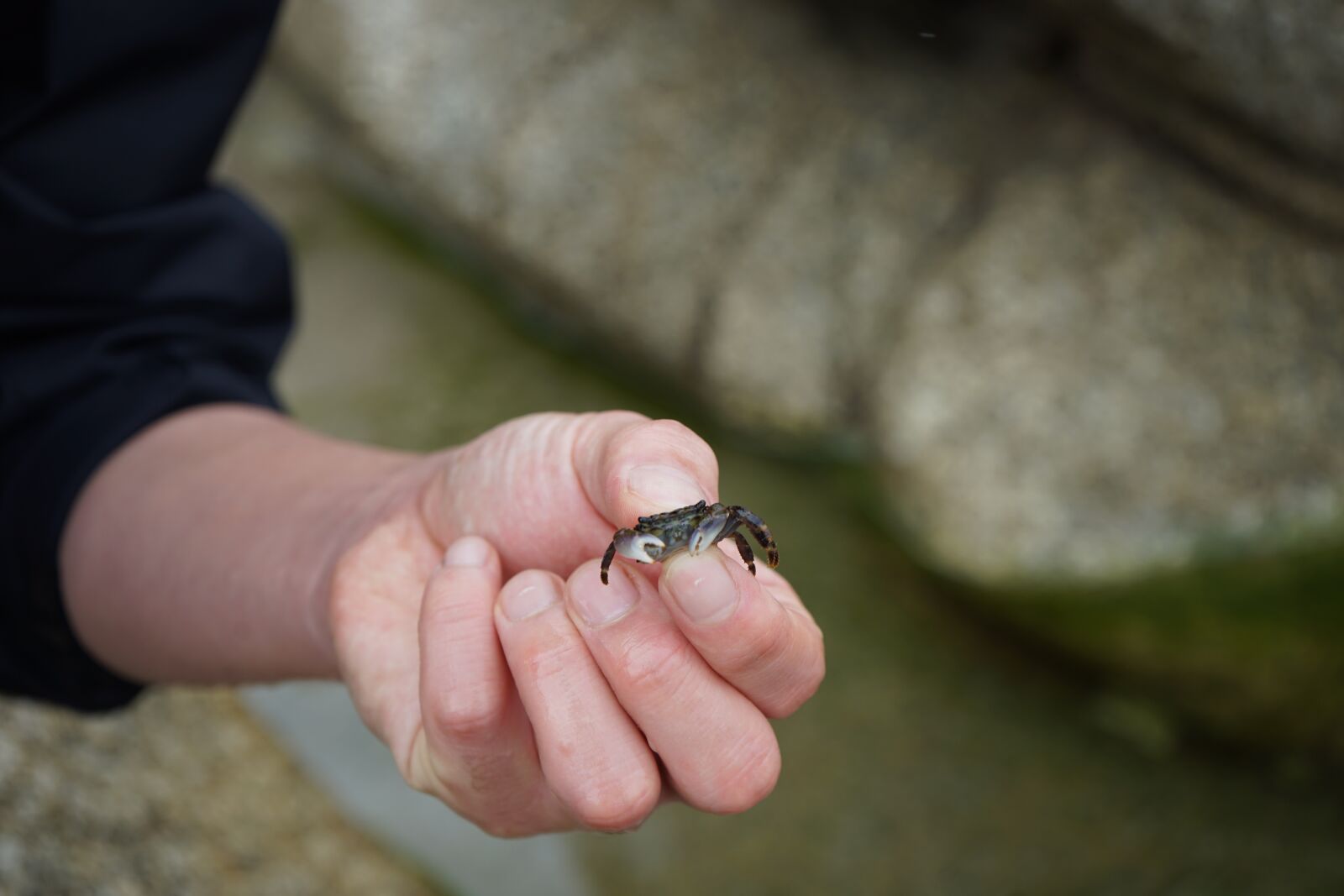 Sony a7 II + Sony FE 28-70mm F3.5-5.6 OSS sample photo. Crab, sea, hand photography