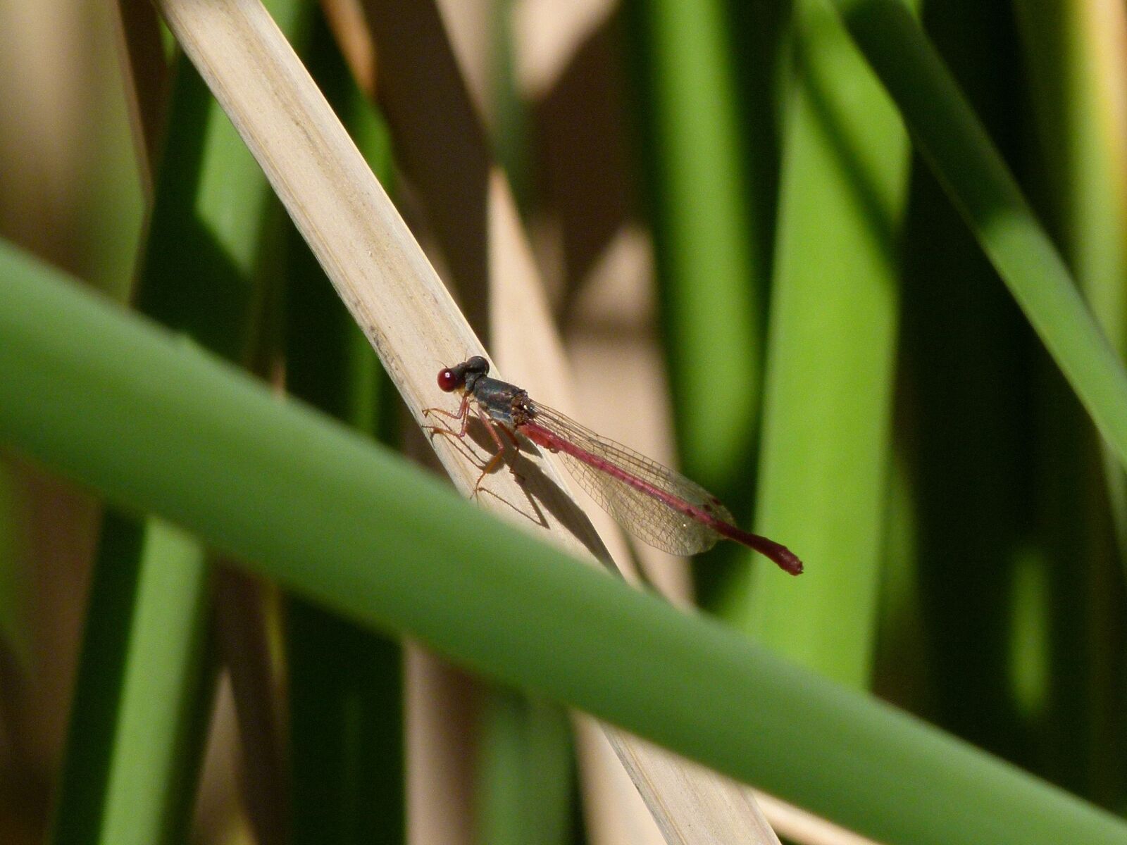 Leica V-Lux 2 sample photo. Dragonfly, damselfly, ceriagrion tenellum photography
